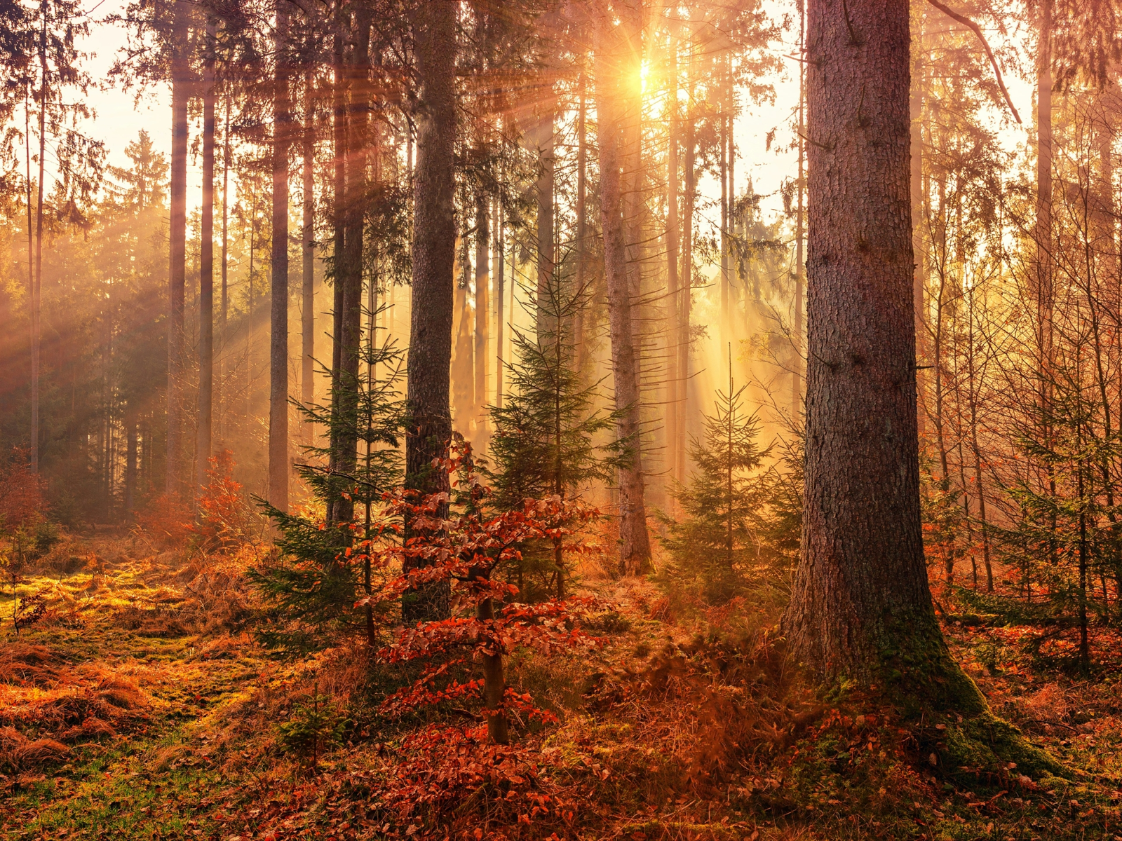 Sunlight streaming through an autumn forest