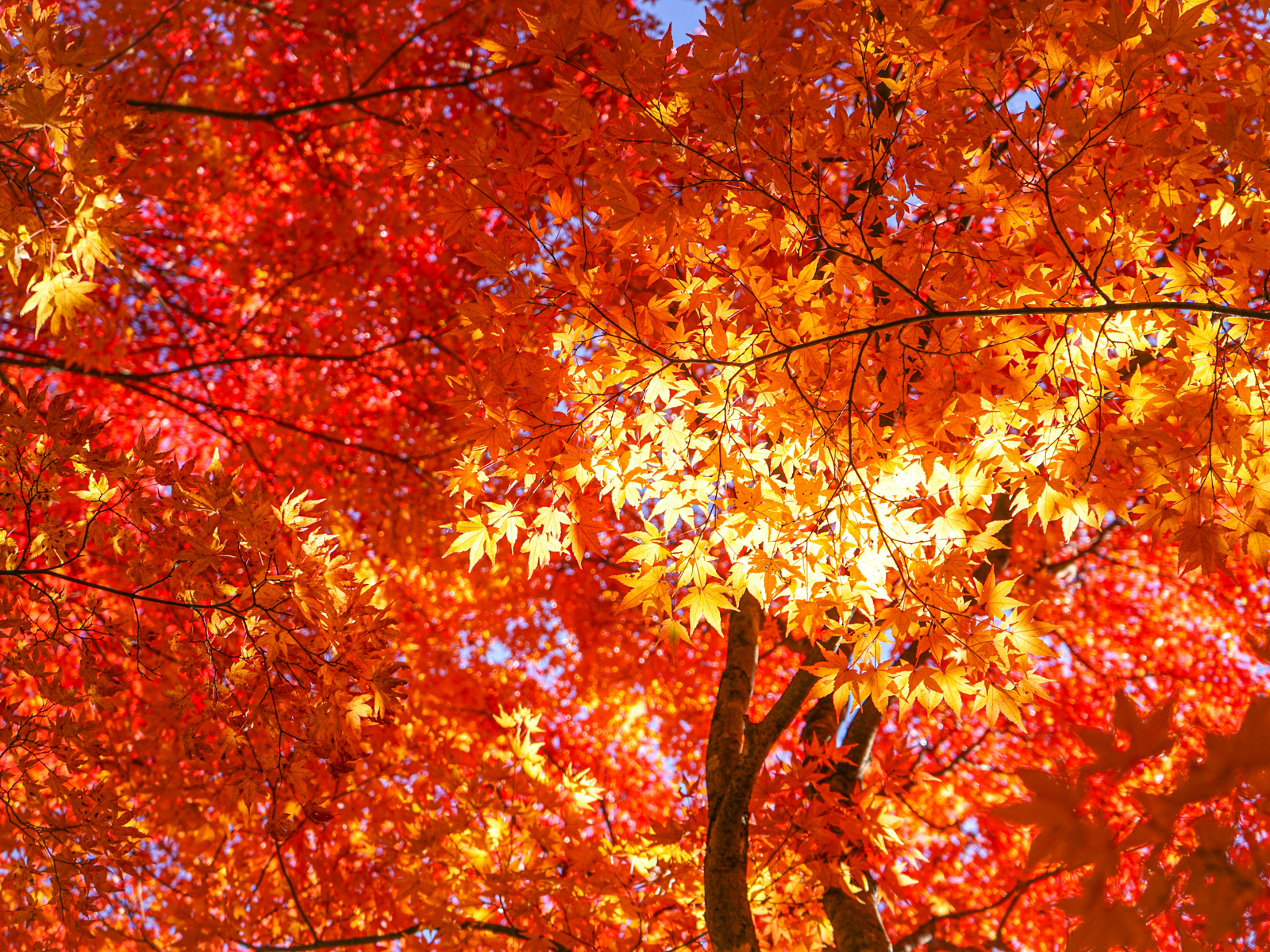 Brilliant red, orange and gold autumn maple leaves