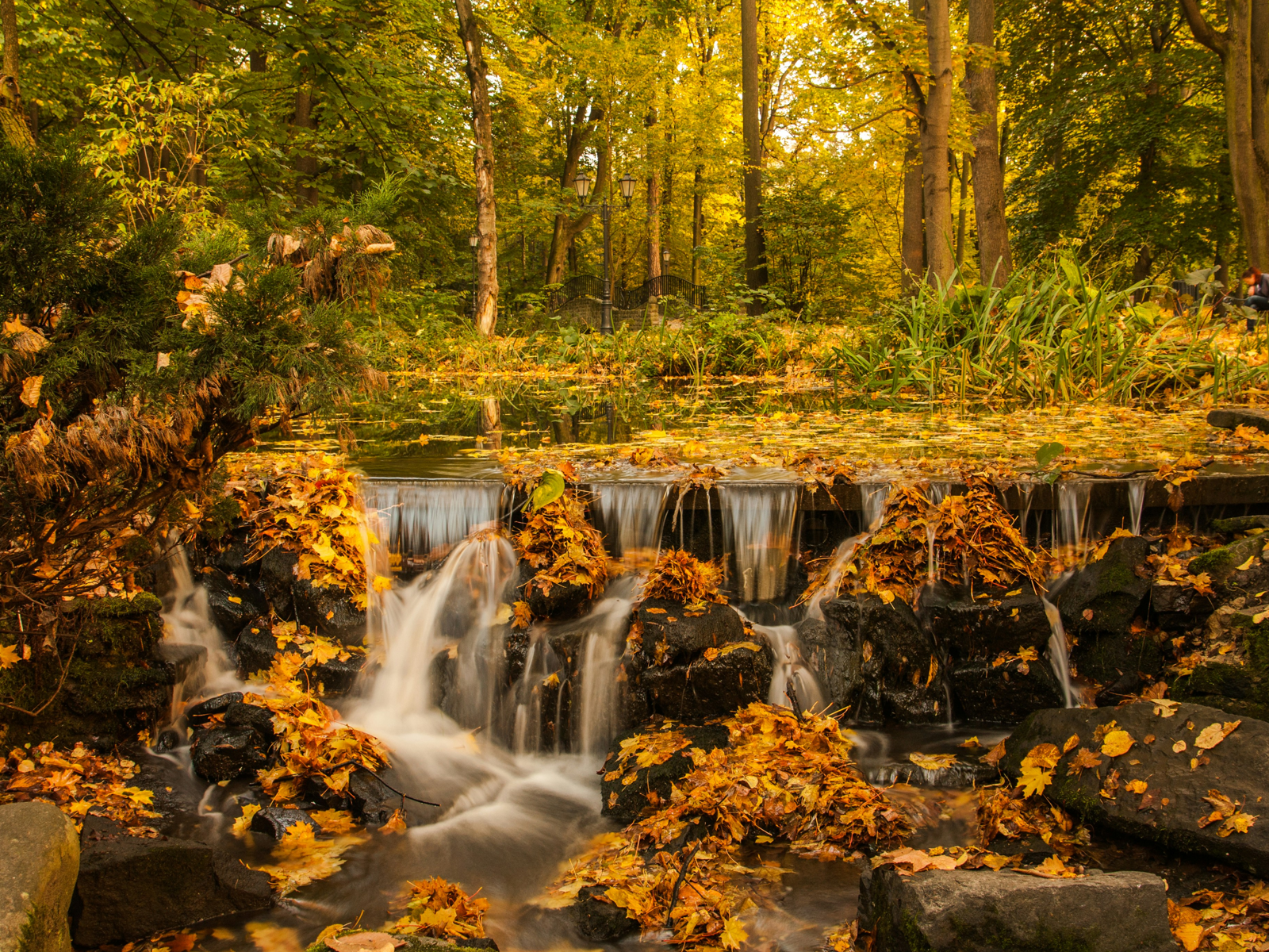 Small waterfall surrounded by golden autumn leaves