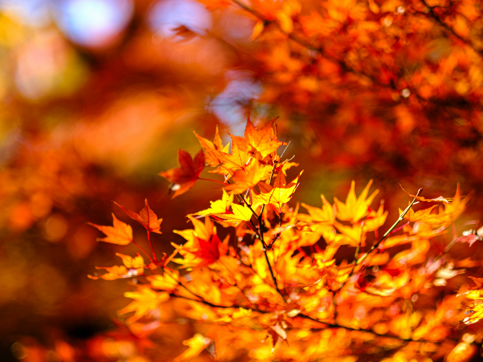 Sunlit orange and yellow maple leaves in soft focus